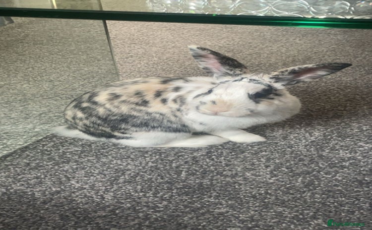 Harlequin rabbits - Advert 2