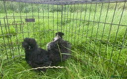 Chickens poultry for sale: Pair of breeding silkies - Image 1