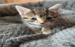 Mixed Breed cats for sale: 4 beautiful tabby kittens for sale  - Image 2