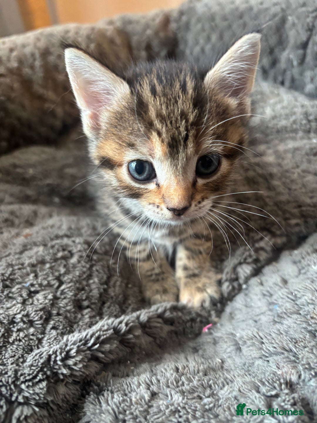 Mixed Breed cats for sale: 4 beautiful tabby kittens for sale  - Image 2