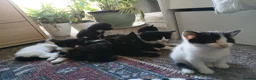 Mixed Breed cats for sale: 7 adorable kittens ready in September - Advert 9