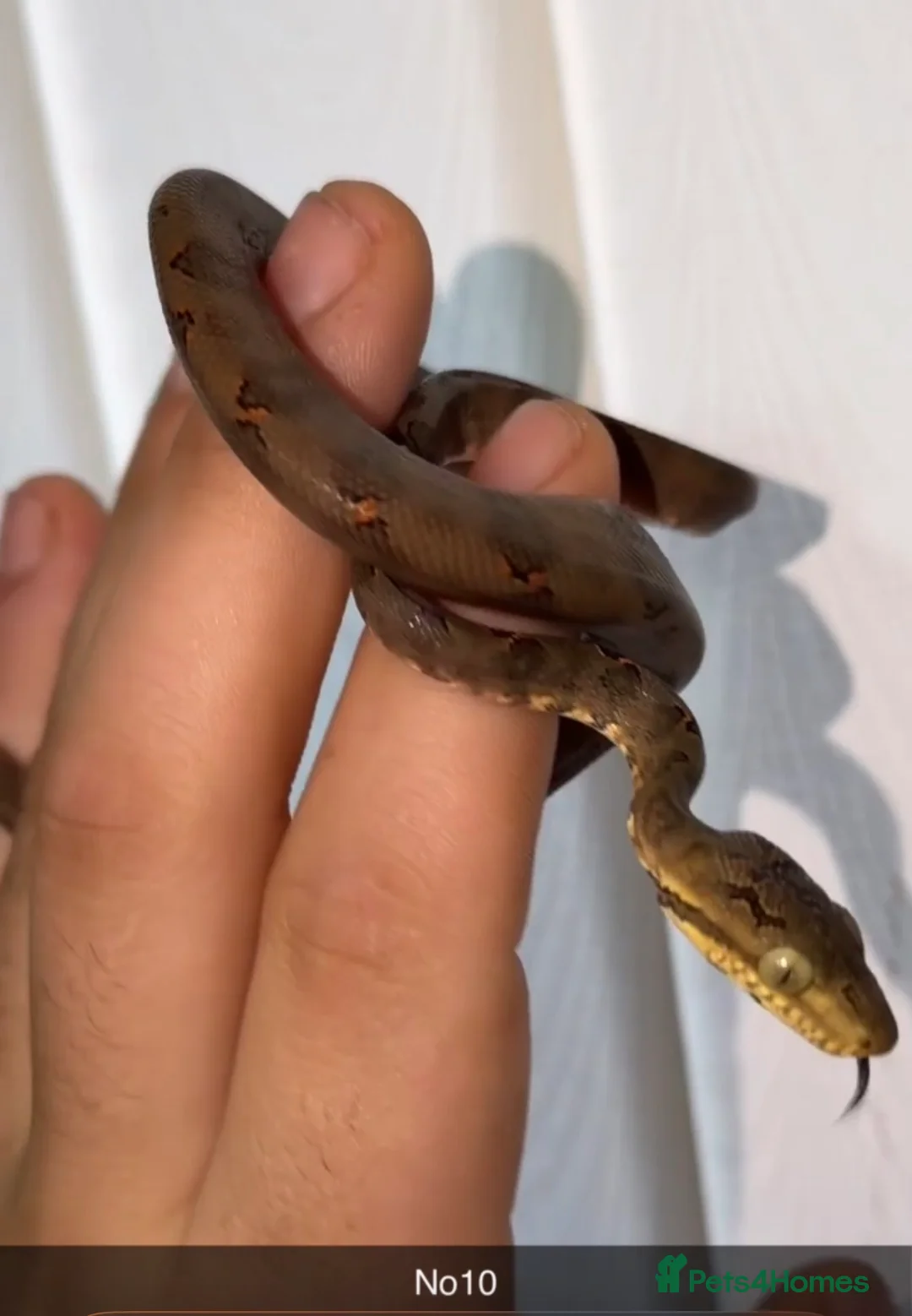 Boa Snake reptiles for sale: Amazon tree boa (Halloween) - Advert 2