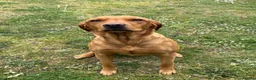 Labrador Retriever dogs for sale: STUNNING FOX RED PUPPIES - Advert 3