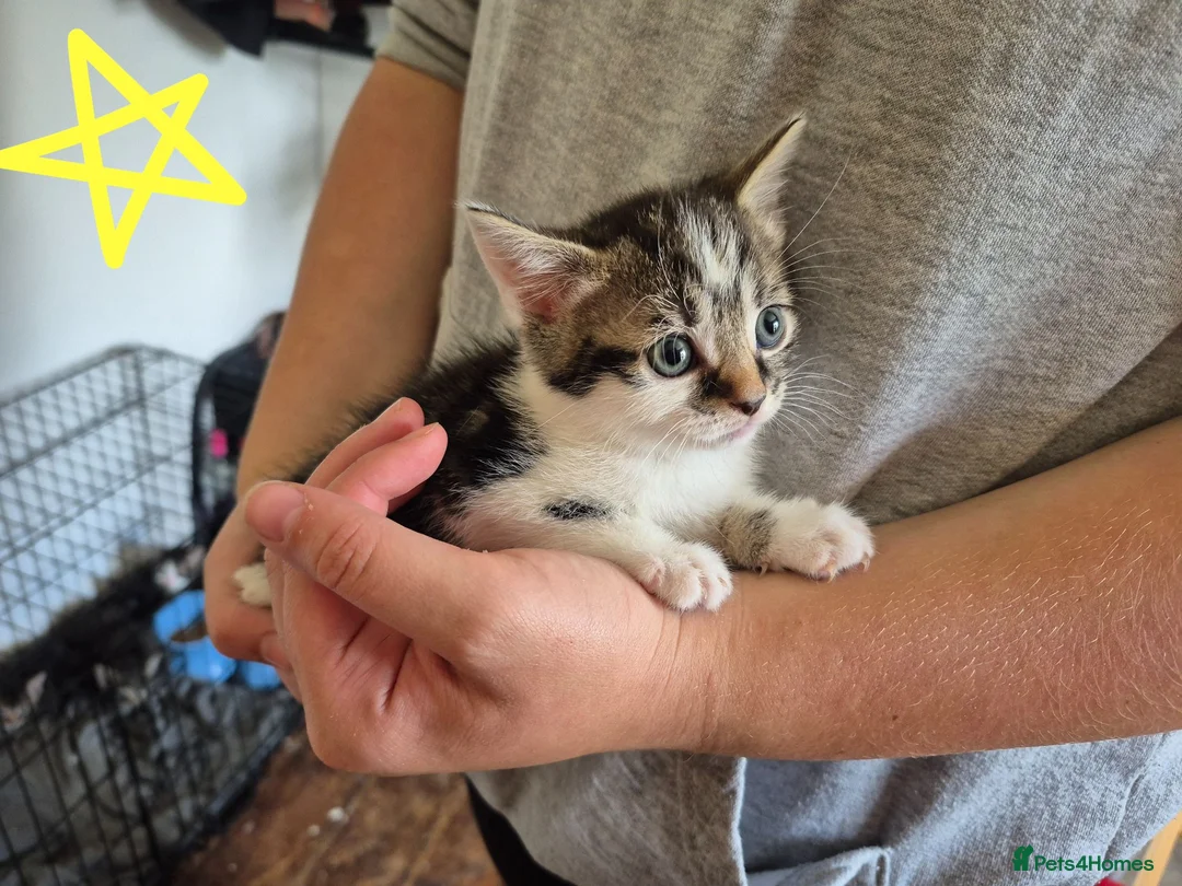 Mixed Breed cats for sale: 7 kittens looking for new loving homes - Advert 2