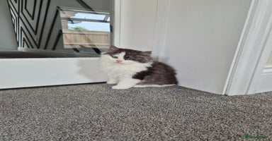 Persian cats - Advert 9