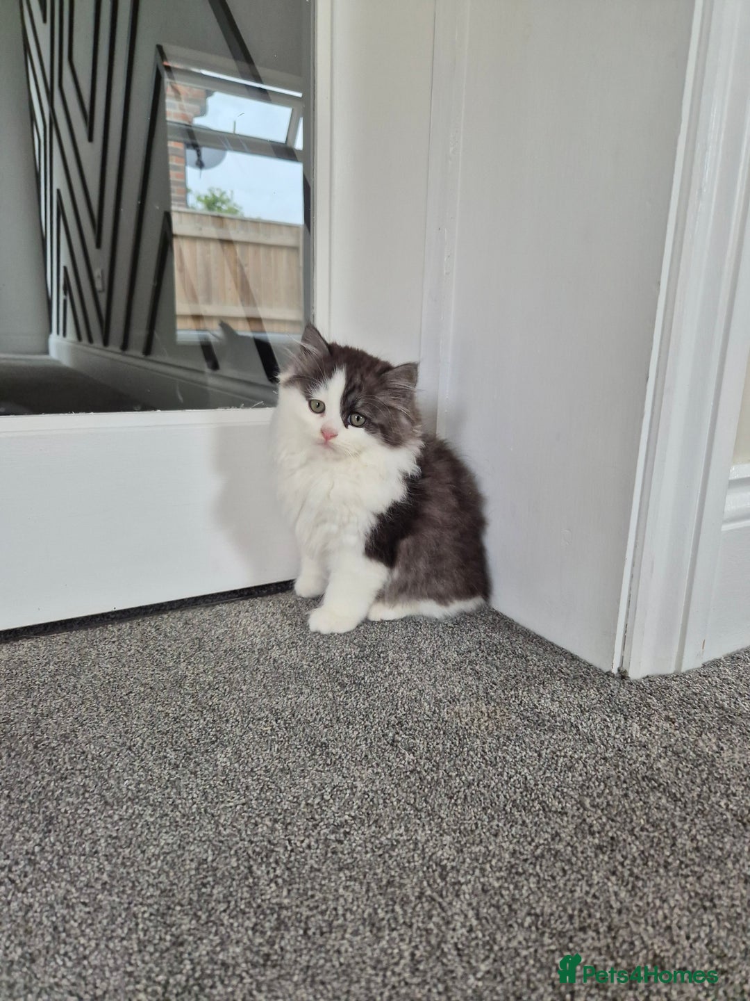 Persian cats for sale: 5 long haired kittens for sale - Image 3