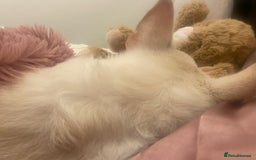Pomchi dogs for sale: Mr Pennington marshmallow Grabowski  - Image 7