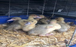 Ducks poultry for sale: Muscovy ducklings  - Image 2