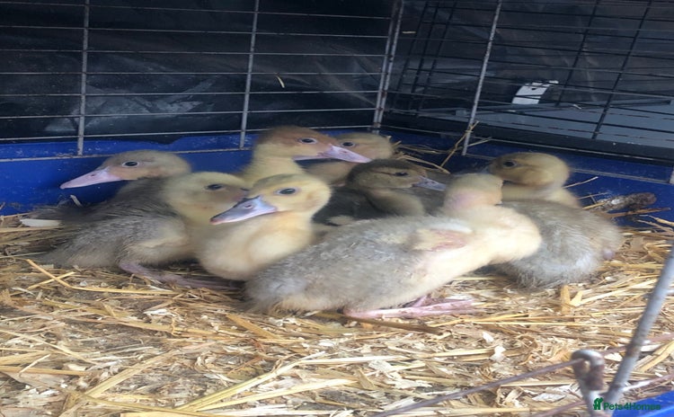 Ducks poultry - Advert 5