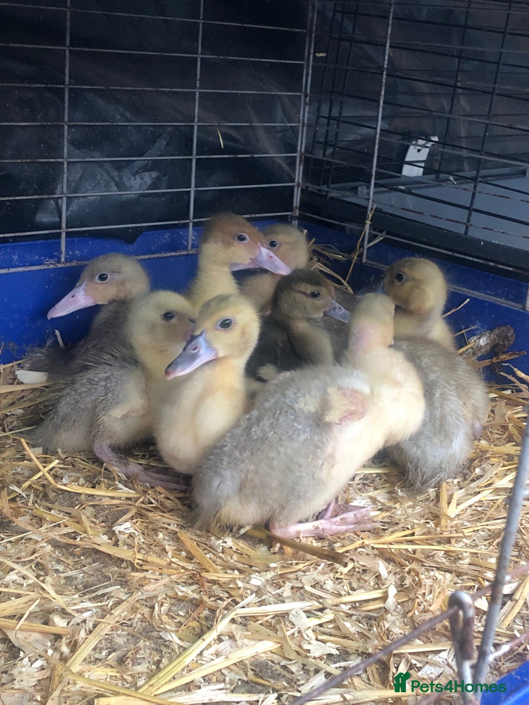 Ducks poultry for sale: Muscovy ducklings  - Image 2