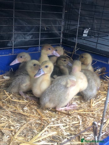 Ducks poultry - Advert 14