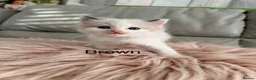 Ragdoll cats for sale: Seal bicolour & seal point  ragdolls  - Advert 23