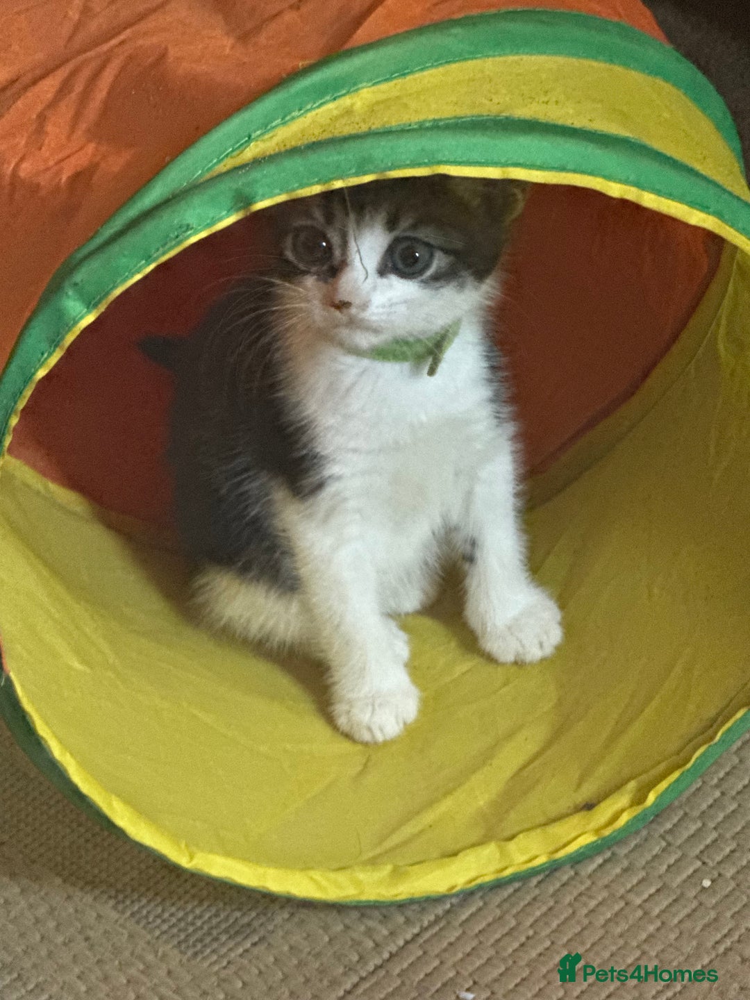 Bengal cats for sale: half bengal kittens  - Image 20