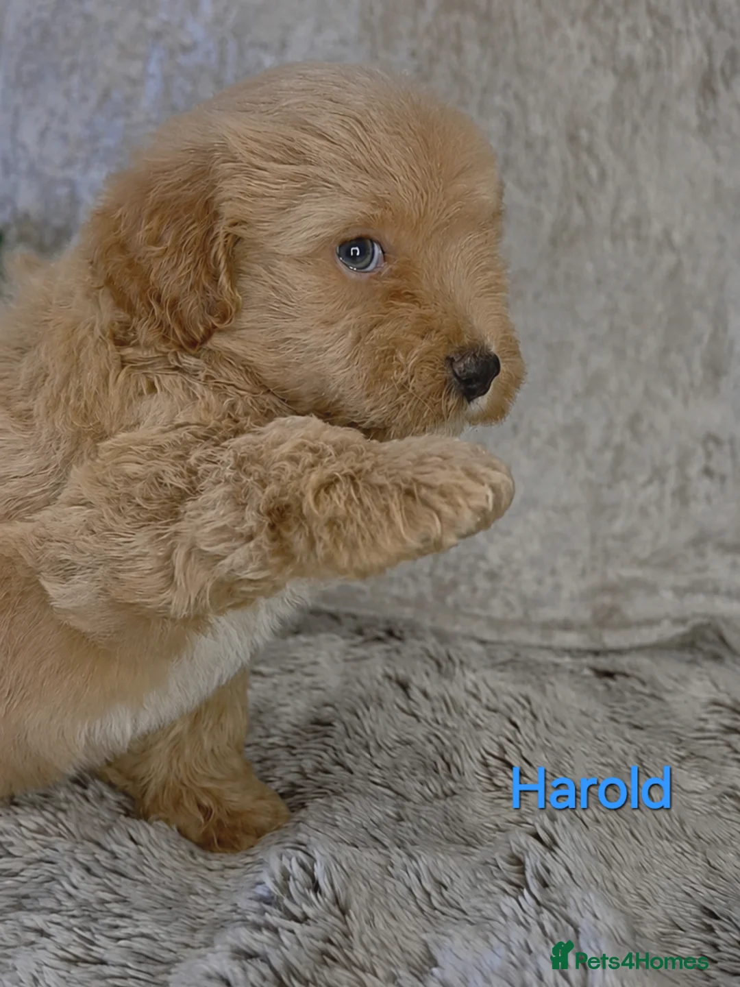 Maltipoo dogs for sale: Quality Toy Maltipoos Japan & USA CHAMPION lines  - Advert 37