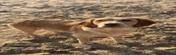 Cockerdor dogs for stud: Gorgeous cockerdor FOR STUD - Advert 3