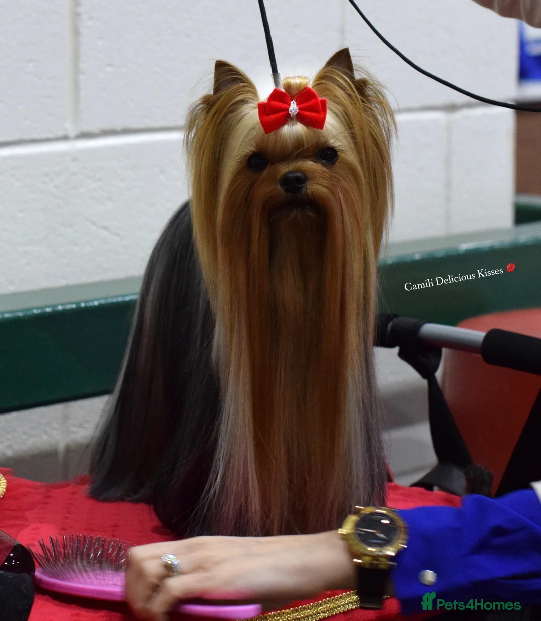 Yorkshire Terrier dogs for stud: 💚Yorkshire terrier sweet boy KC reg 💚 in Liverpool - Advert 5