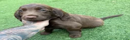Cocker Spaniel dogs for sale: Singleton pup ready to leave from the 22nd July  - Advert 3