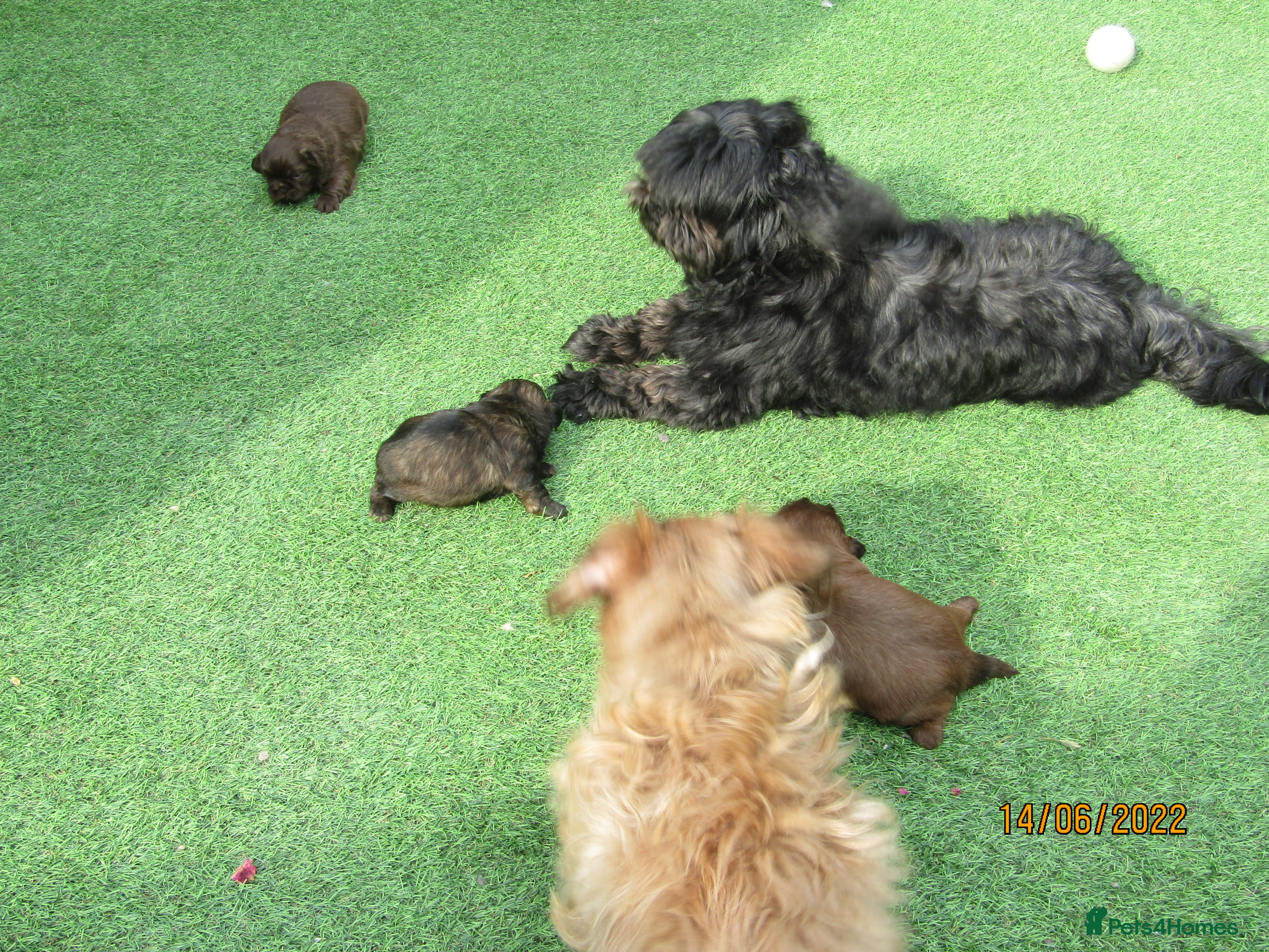 Shih Tzu dogs KC Black Zorro for stud - Advert 6