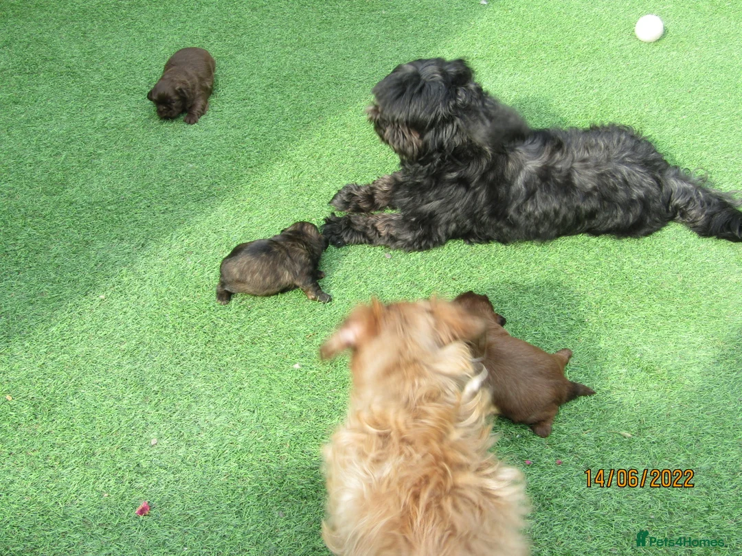 Shih Tzu dogs for stud: Bailey for stud in Spalding - Advert 9