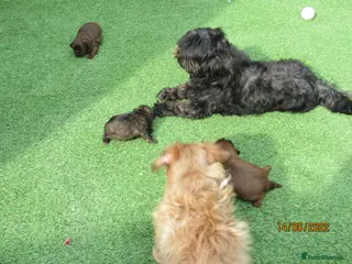 Shih Tzu dogs KC Black Zorro for stud - Advert 6