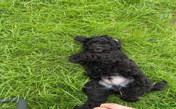 Toy Poodle dogs - Advert 10