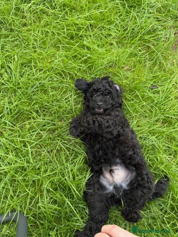 Toy Poodle dogs - Advert 13