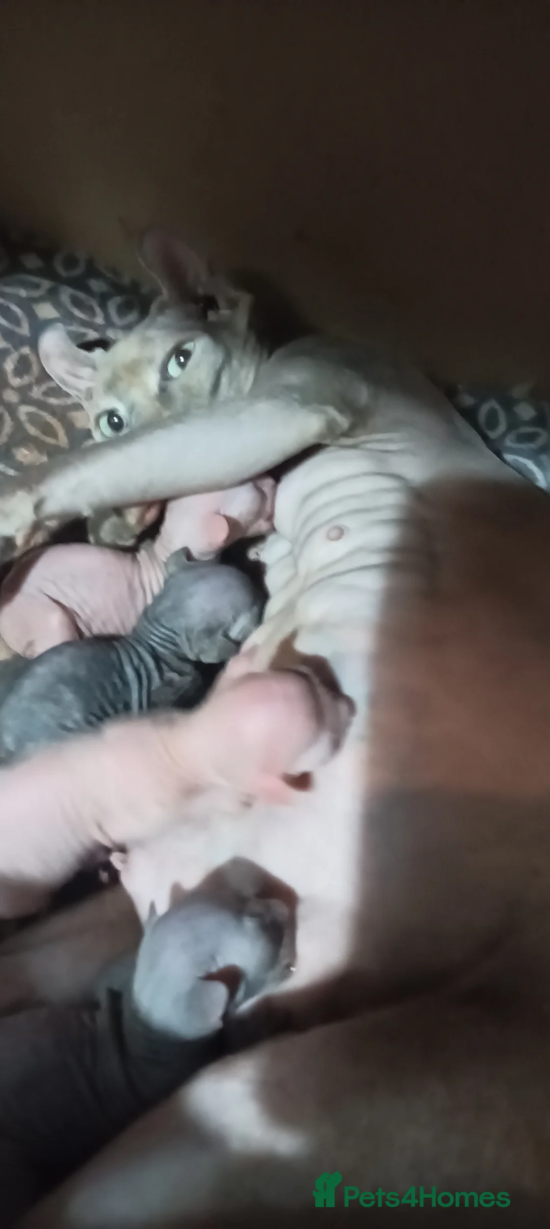 Sphynx cats for sale: GORGEOUS ELF SPHYNX KITTENS in Plymouth - Advert 9