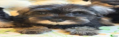 Miniature Schnauzer 3