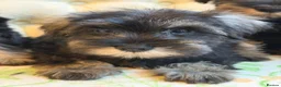 Miniature Schnauzer dogs for sale: Ready Miniature Schnauzer Puppies in Wembley - Advert 5