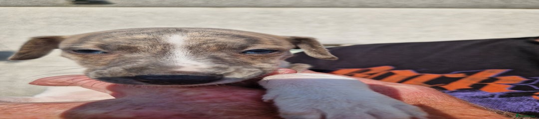 Whippet Puppy 3