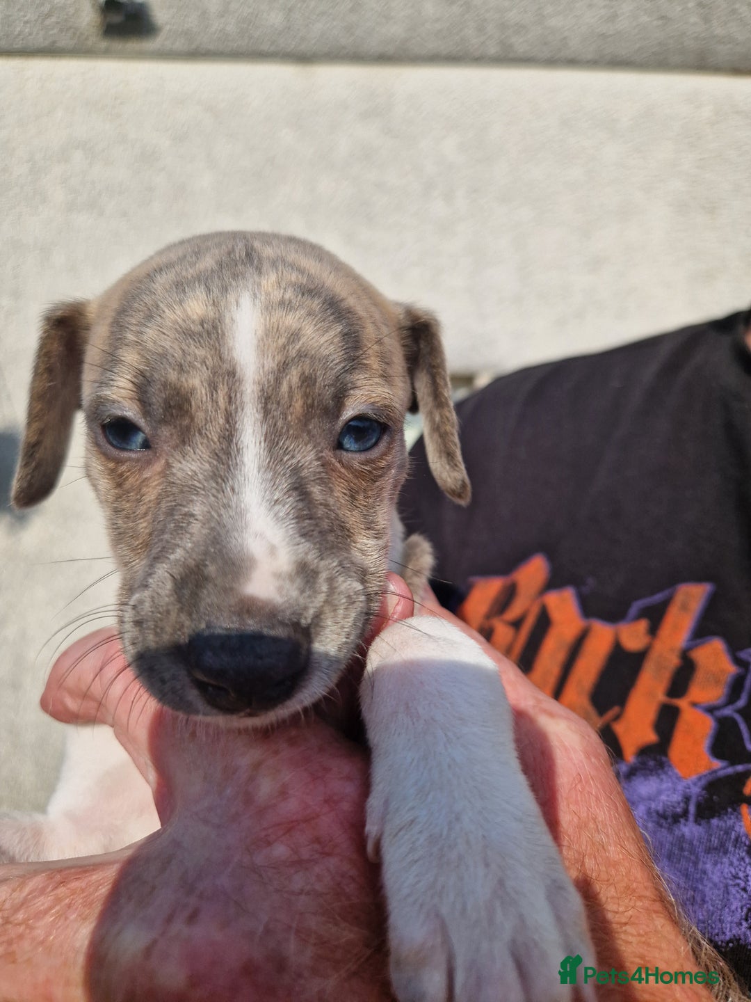 Whippet dogs for sale: Whippet puppies for sale - Image 5