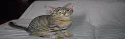 Mixed Breed cats for sale: 6 kittens desperately looking for a forever home - Advert 5