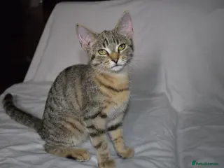 Mixed Breed cats 6 kittens desperately looking for a forever home - Advert 3