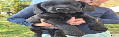 Cockerdor 2