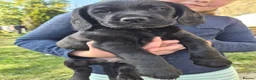 Cockerdor dogs for sale: Cockerdor puppies for sale  - Advert 3
