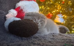 Scottish Fold cats for sale: Beautiful British Shorthair Scottish Fold Kittens - Advert 24