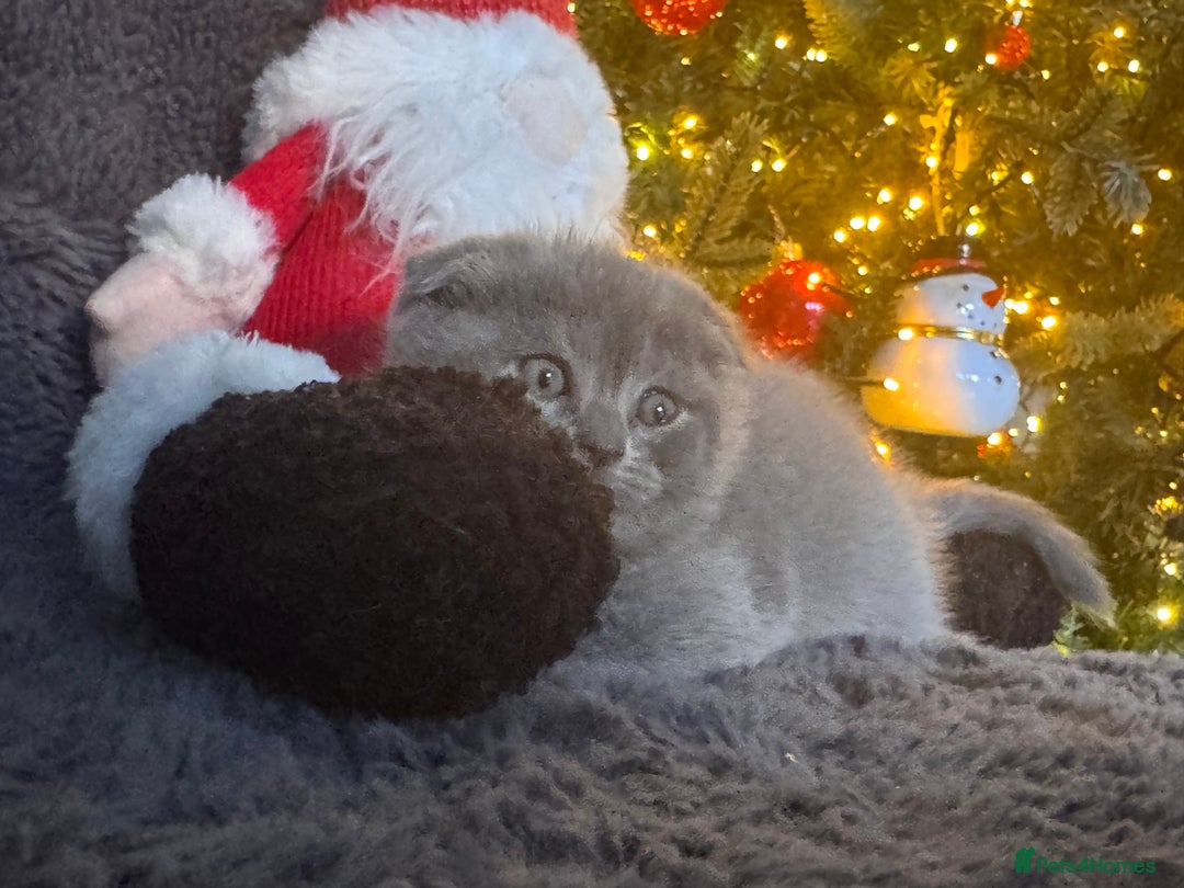 Scottish Fold cats for sale: Beautiful British Shorthair Scottish Fold Kittens - Advert 24