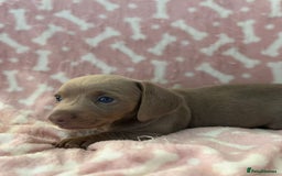 Miniature Dachshund dogs for sale: Miniature Dachshunds  - Image 9