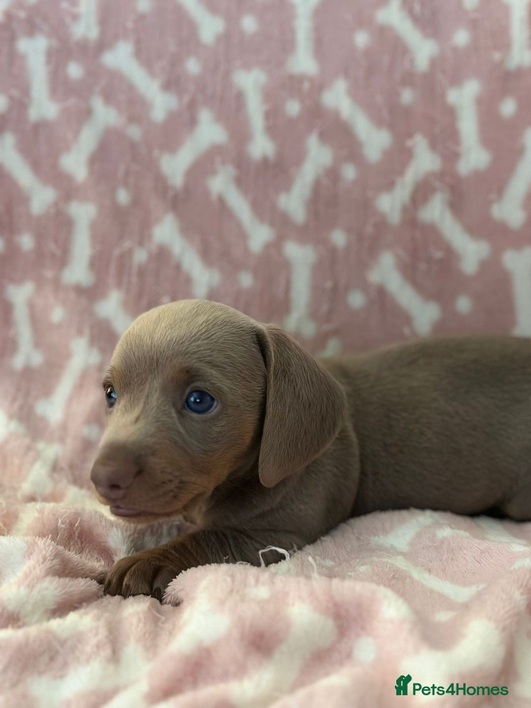 Miniature Dachshund dogs for sale: Miniature Dachshunds  - Image 9