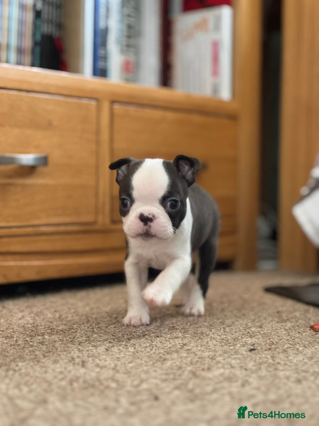 Boston Terrier dogs for sale: Gorgeous KC Boston Terrier Pups for Loving Homes - Image 22