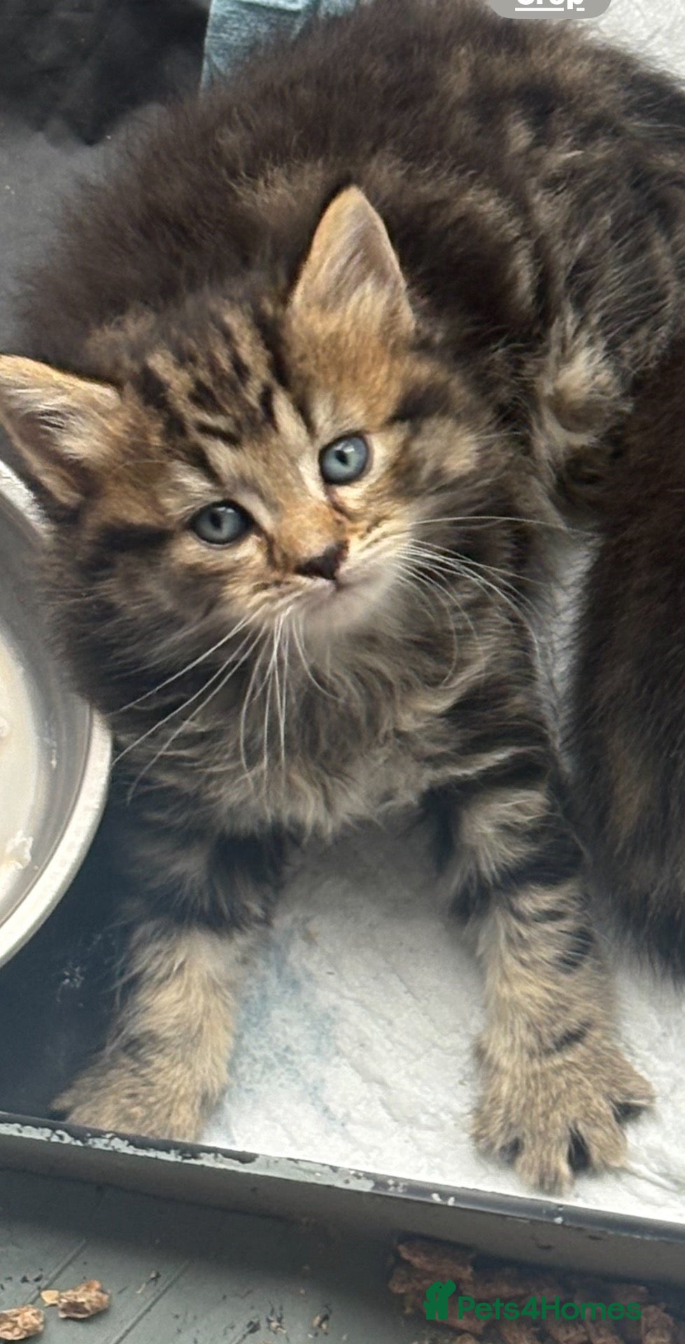 Mixed Breed cats Bangel mixed kitten  - Advert 2