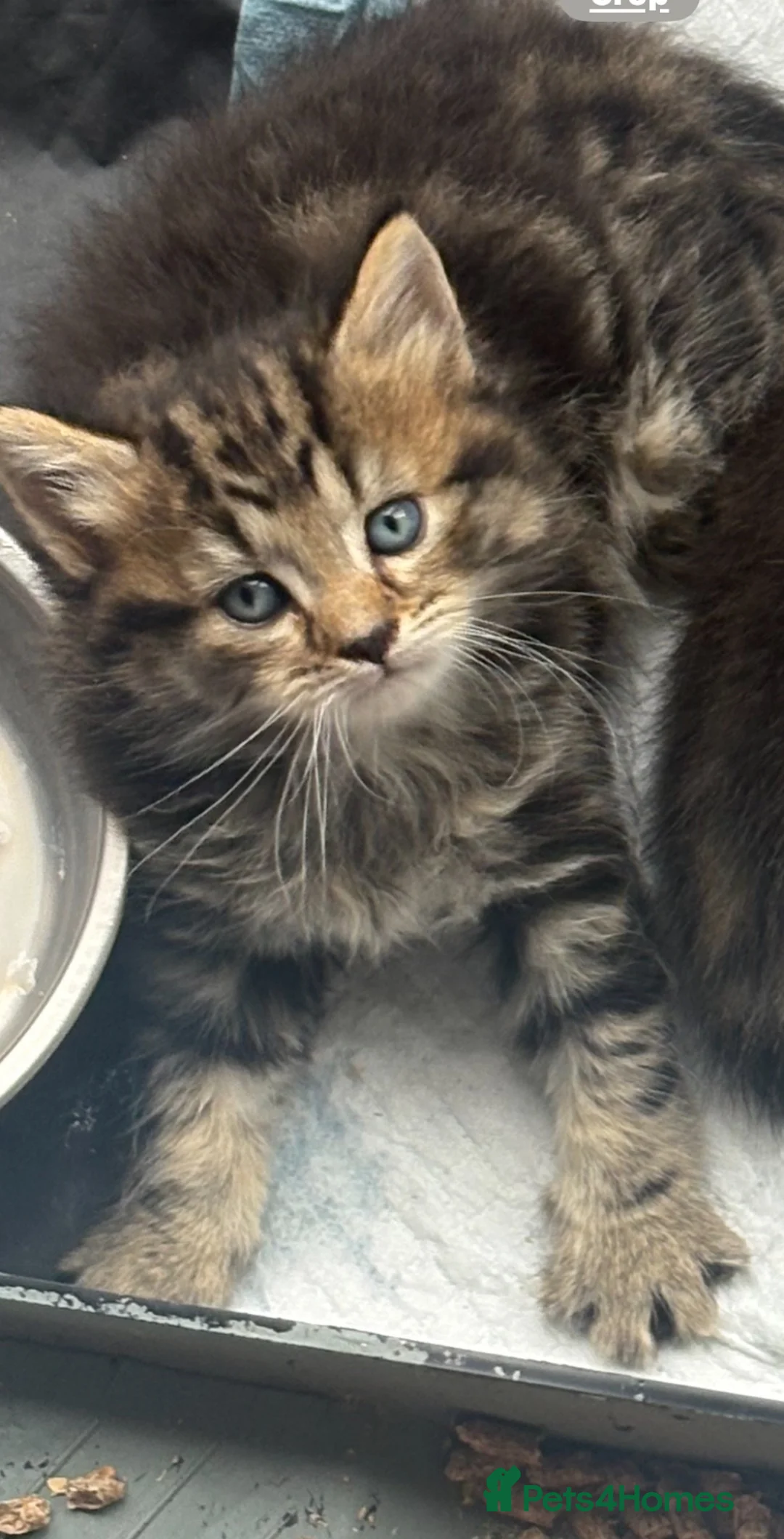 Mixed Breed cats for sale: Bangel mixed kitten  - Advert 1