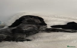 Cocker Spaniel dogs for sale: Blue roan show cocker spaniel  - Image 8