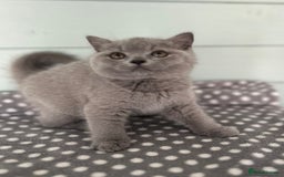British Shorthair cats for sale: Blue/cream biocolour British short hair kitten - Image 25