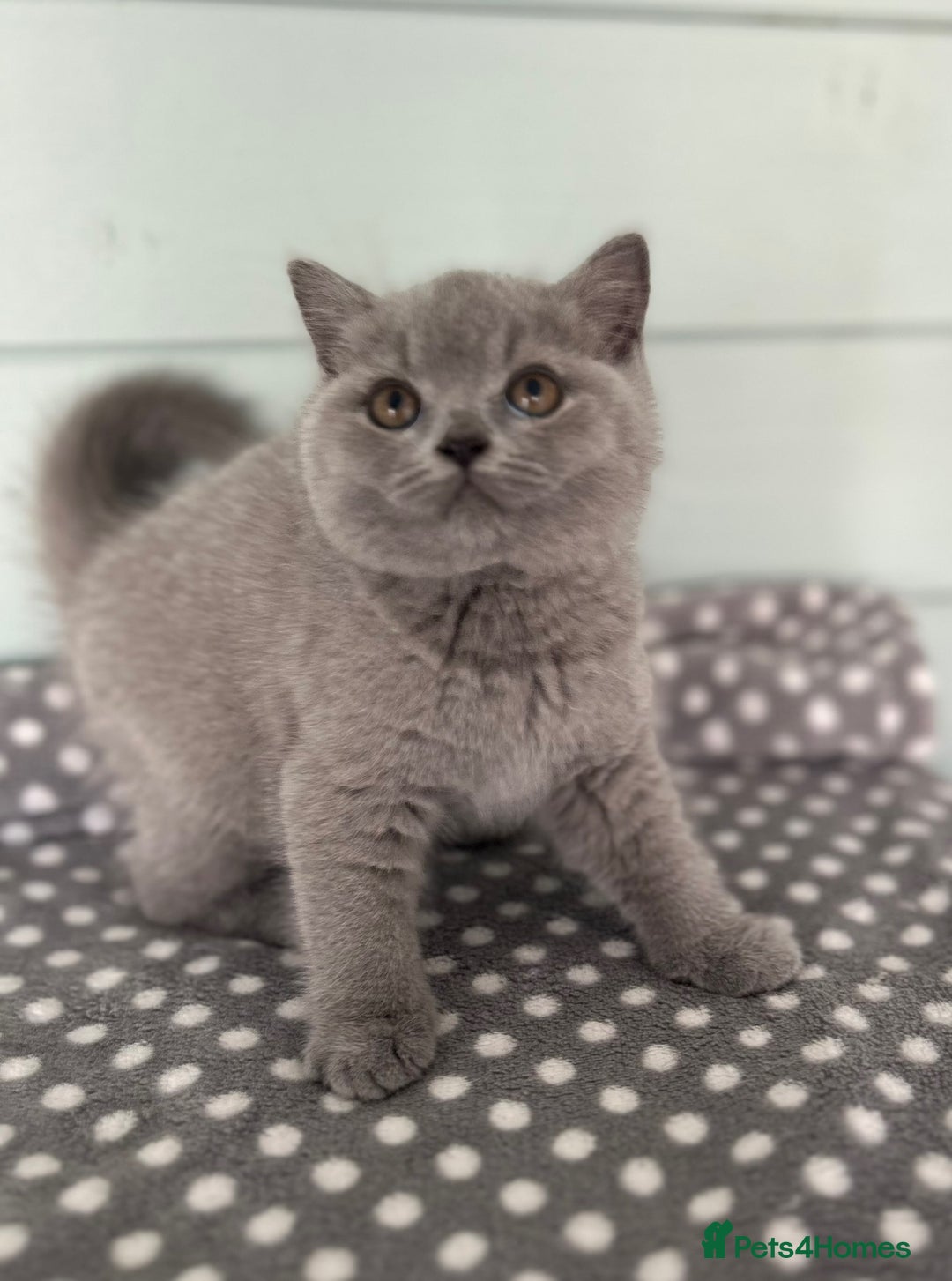British Shorthair cats for sale: Blue/cream biocolour British short hair kitten - Image 25