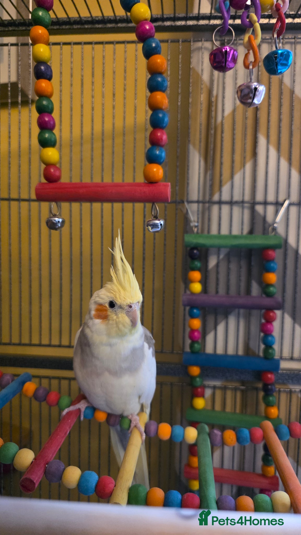 Cockatiels birds for sale: Stunning Pied Cockatiel Born January, Breeder Bred - Advert 4