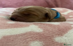 Cockapoo dogs for sale: 🌸3 gorgeous Chunky Cockapoos 🌸 - Image 10