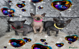 Sphynx cats for sale: 💙LITTLE BOY🩵Sphynx Kitten🩵TESTED 🐈  - Image 16