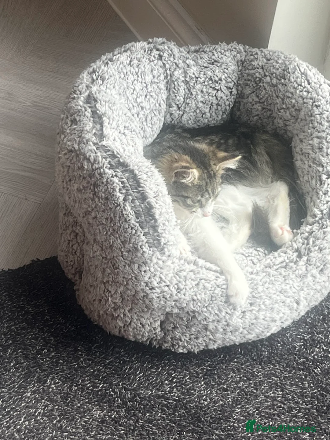 Mixed Breed cats for sale: Adorable Kitten ready for forever home in London - Advert 3