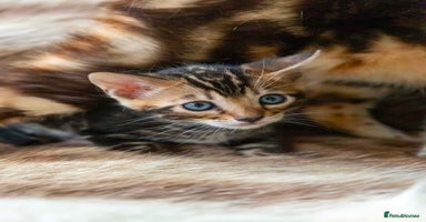 Bengal cats - Advert 4